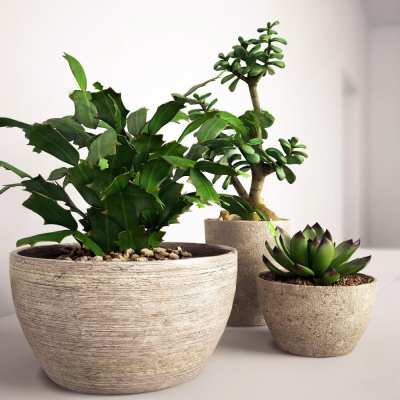 现代绿植小盆栽3D模型下载